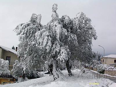 ulivo neve-9.jpg